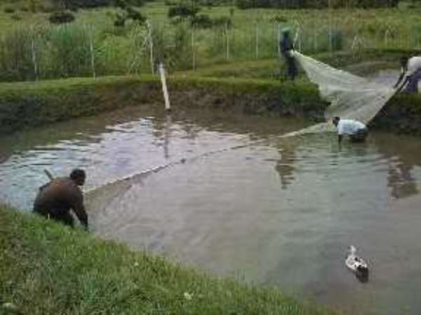 Ghana calls for articulation of fisheries strategies in Africa
